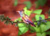 Hummingbird 1 (40134 bytes)