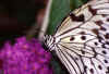 Butterfly 1 (46871 bytes)
