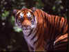 Bengal Tiger 1 (49976 bytes)