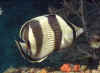 Banded Butterflyfish 3 (53333 bytes)