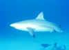 Carribean Reef Shark 1 (27070 bytes)