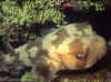 Porcupinefish 1 (60185 bytes)