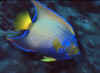 Queen Angelfish 3 (52785 bytes)