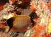 Reef Butterflyfish 1 (60230 bytes)