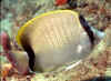 Reef Butterflyfish 2 (54737 bytes)