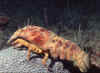 Shovelnosed Lobster 1 (57626 bytes)