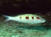 Spotted Goatfish 1 (44998 bytes)