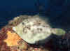 White Spotted Filefish 2 (46530 bytes)