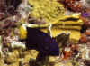 Yellowtailed Damselfish 1 (62033 bytes)